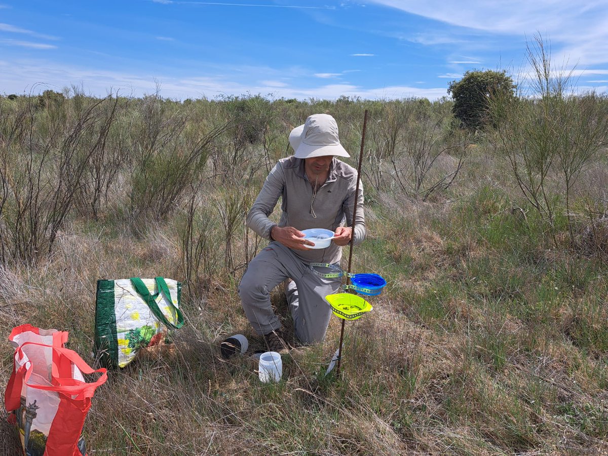 FMAzcarate's tweet photo. Hemos comenzado los muestreos de abejas silvestres del proyecto #CONMOSAICO con @VHeviaM @Pepegleznovoa @MariaG_Camargo Juan Molina y Juan Castro (1/3). https://t.co/PcWqIdoXzw