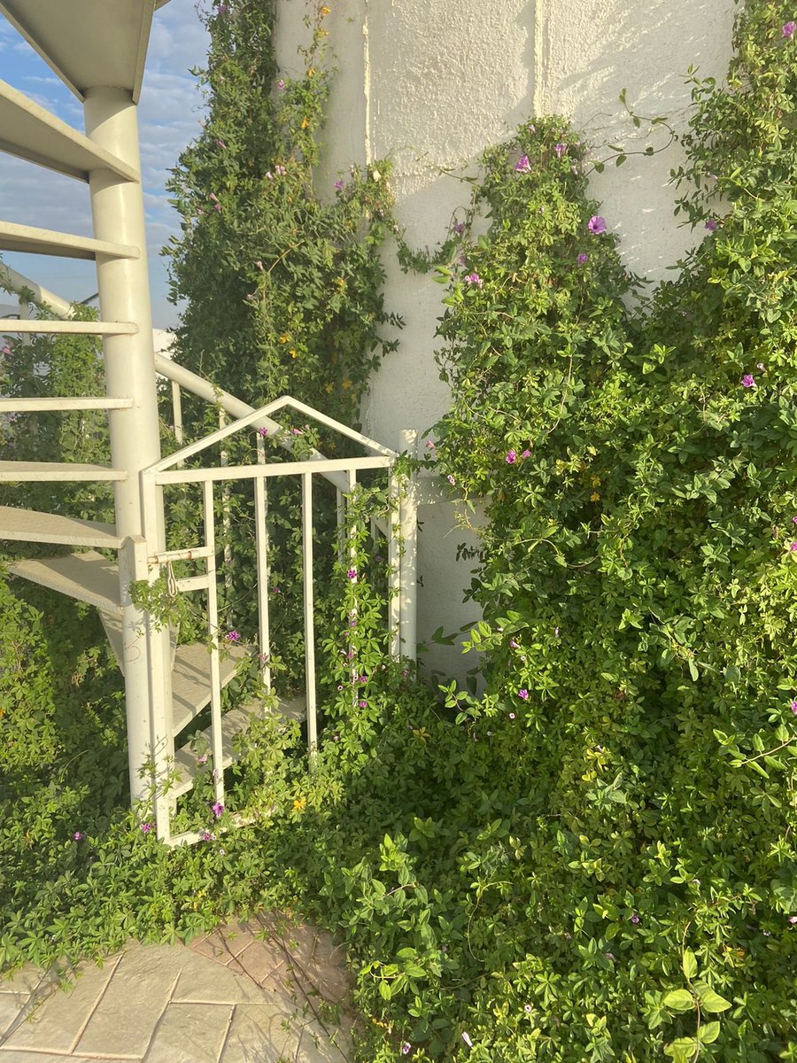 ItsallaboutLaw's tweet photo. @PodcastSalk في المزرعة🌴🤍 https://t.co/2H8cyeNzWu