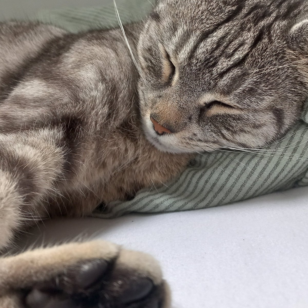 frankoceanism's tweet photo. she does sleep a lot https://t.co/rQqplYVEo7