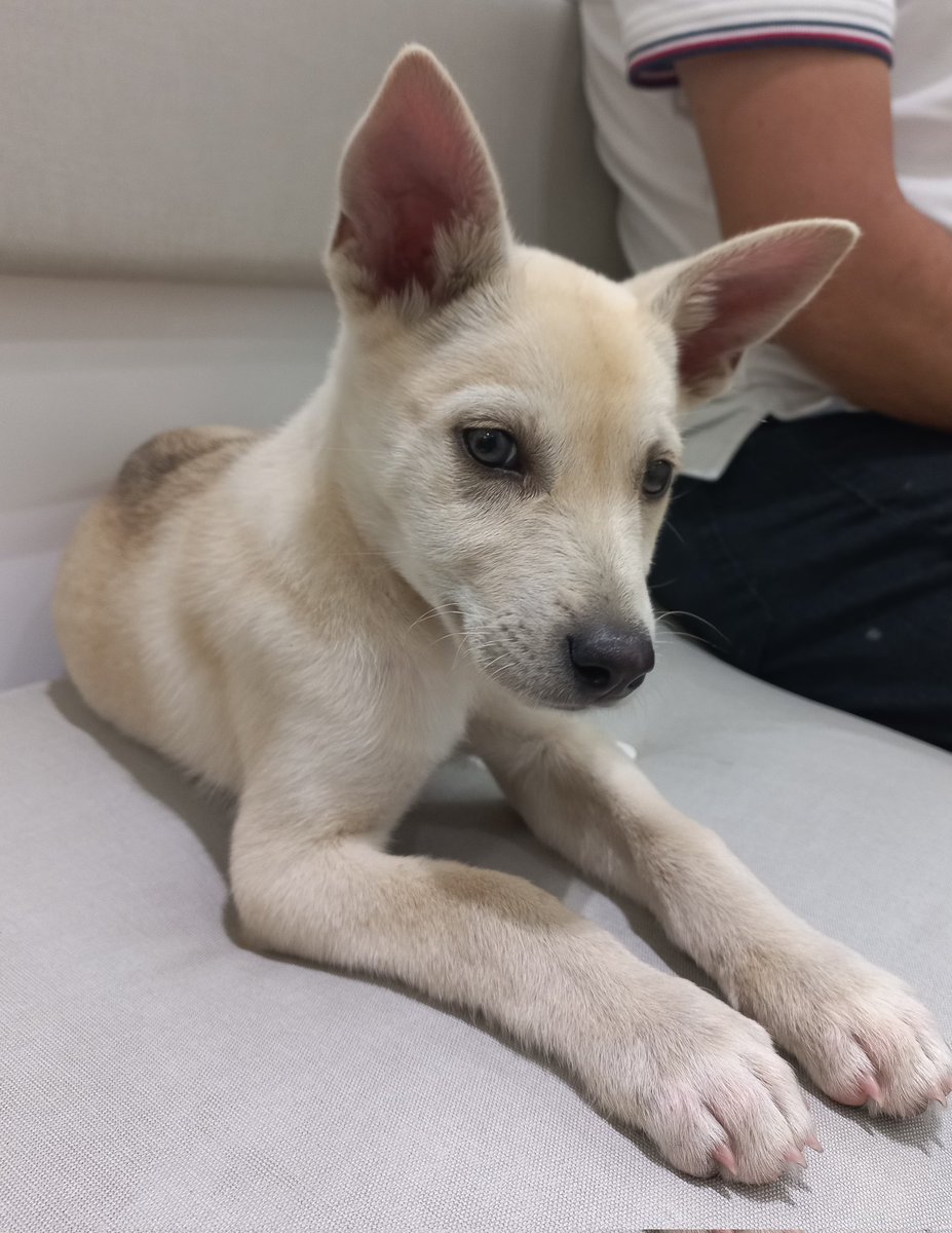 CaroRojasPosada's tweet image. Las salas de urgencias de las veterinarias son una combinación de amor y llanto, conocer peludos, acariciarlos, preguntar por sus historias, y llorar con los mamas y papas #lovepets