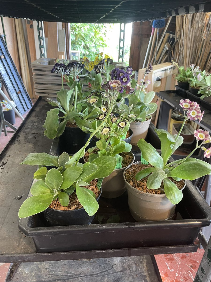 HillviewHP's tweet photo. Starting to get auriculas prepped for #rhsmalvern
#rhsmastergrower #auricula https://t.co/nyPfNUOsM2