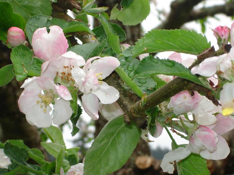 crowsdaughter's tweet image. conta.cc/3HLiDn3