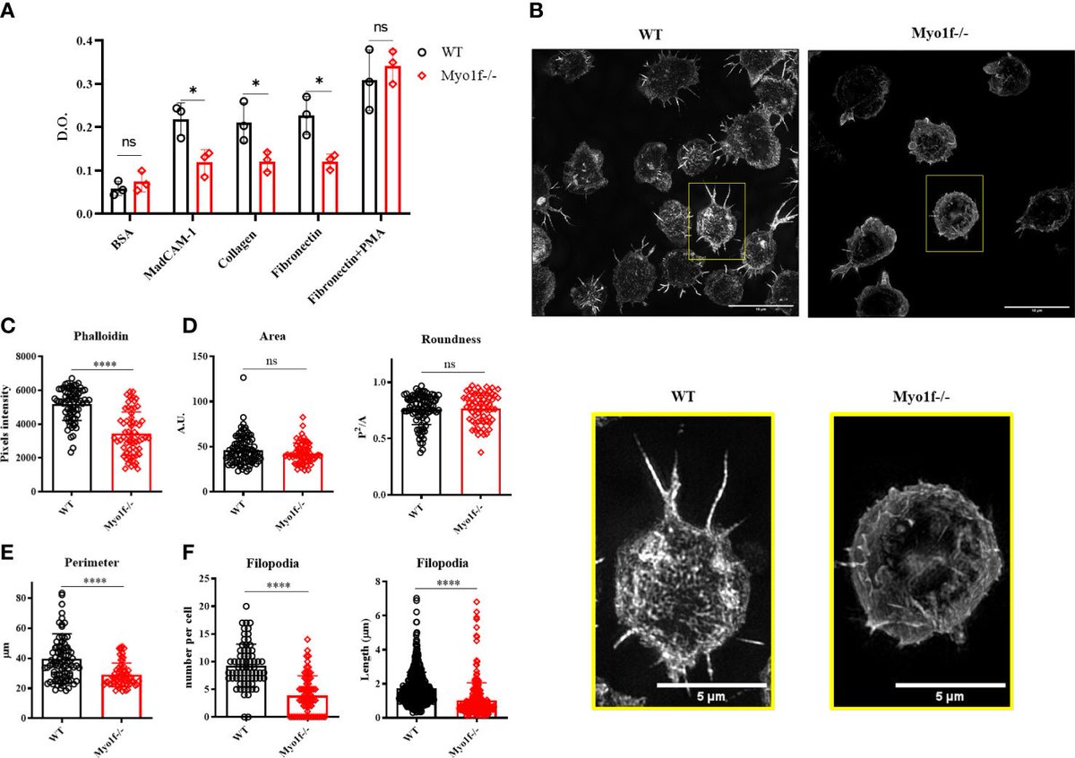 irvingumv's tweet image. We confirmed lower adhesion to MadCAM-1, fibronectin, and collagen in #Myo1f absence than the WT counterpart. Also, reduced spreading and filopodia formation over collagen due to less actin cytoskeleton polymerization in #gdTcells. (4/n)