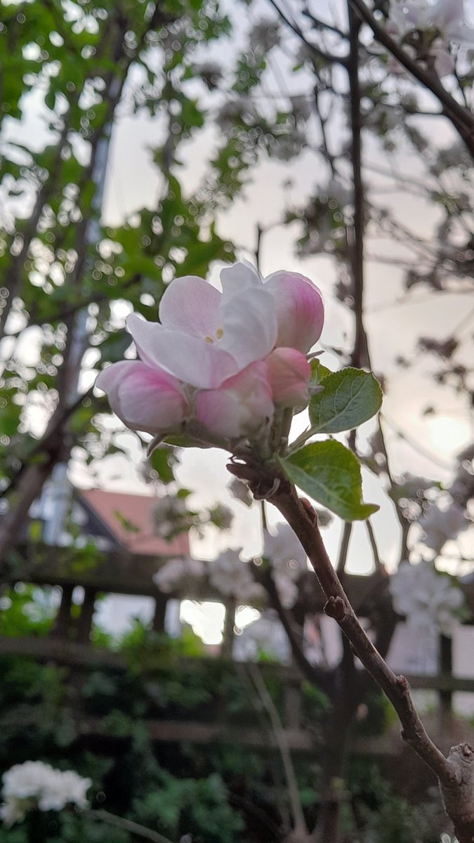 bodeuron's tweet photo. The apple blossom on the garden trees has been beautiful https://t.co/3SKPK4drCE