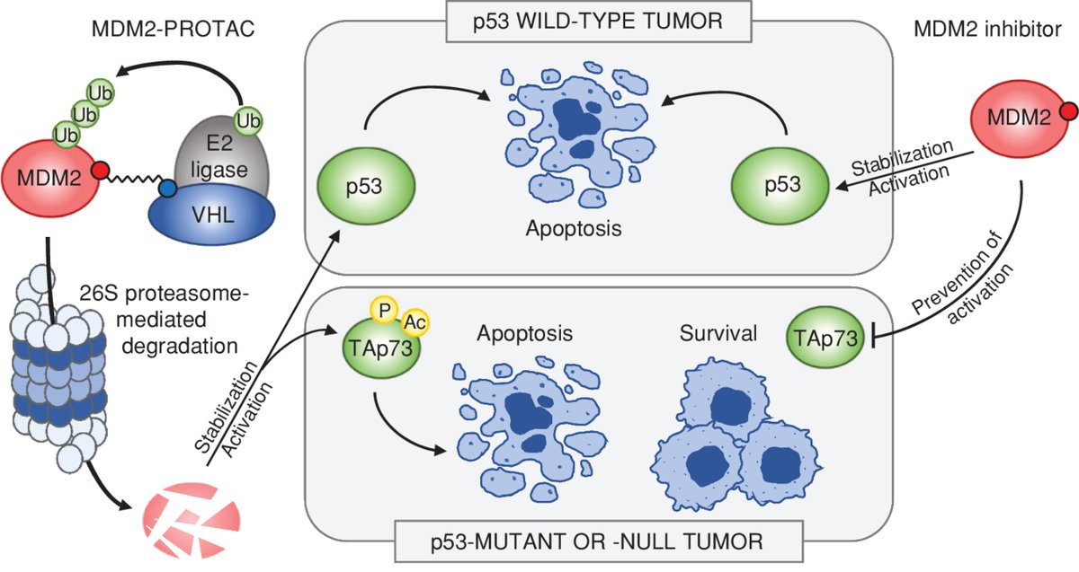 CD_AACR's tweet image. In the Spotlight— MDM2-PROTAC versus MDM2 inhibitors: Beyond #p53 reactivation, by @sylvain_peuget and Galina Selivanova.
bit.ly/3LC9ZZk
@karolinskainst #PROTAC