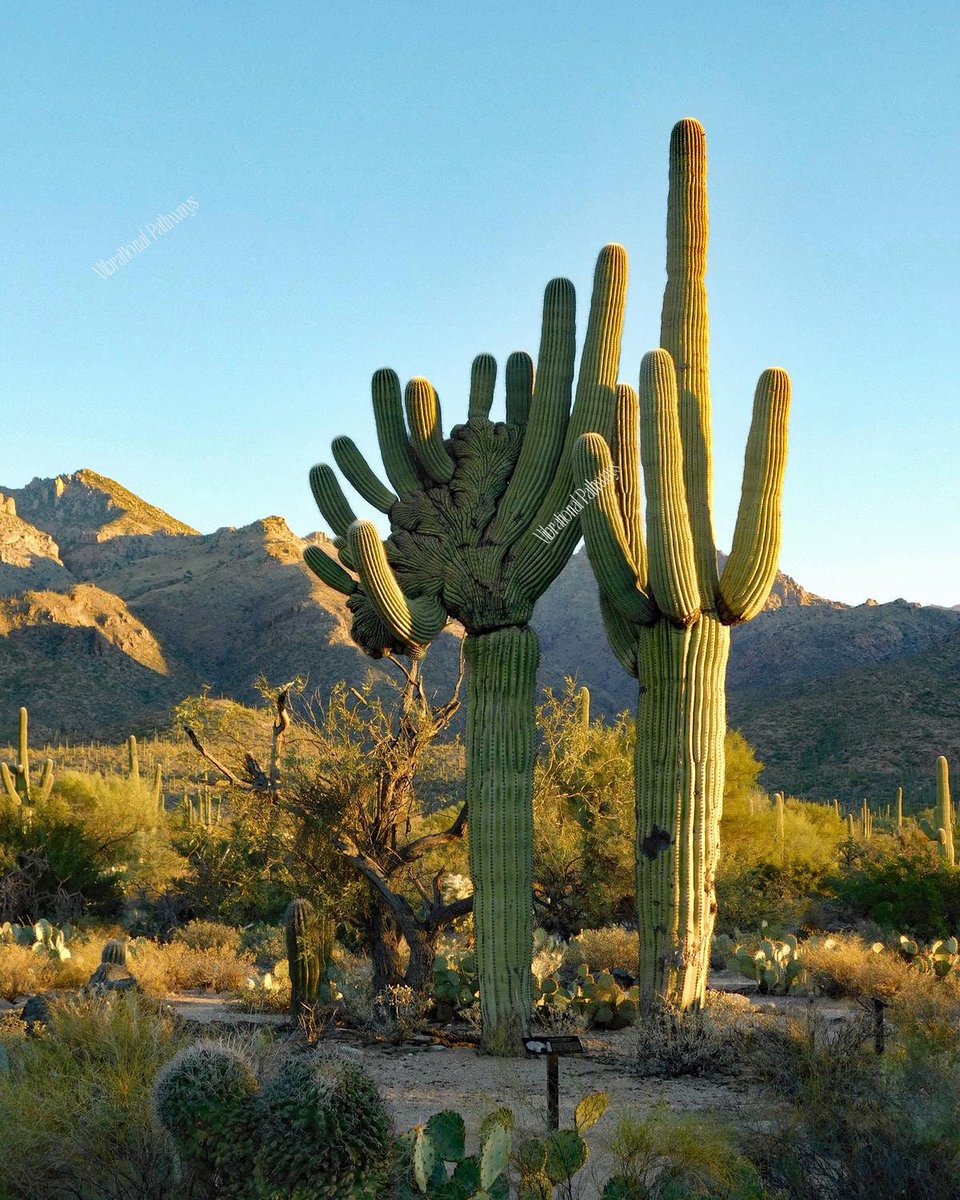 RobieJean1's tweet photo. Christate-Saguaro at Sunrise in Sabino Canyon National Park https://t.co/NFtem3oAuf #desertLifestyle #photography #landscapeScenery #nature #christateSaguaro #sunrise #tucson #sabinoCanyon #mountains #mysticVenturesPhotos https://t.co/Vcp19G4izM
