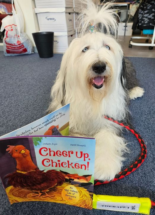 Willow1590's tweet photo. @TherapetC 𝐓𝐚𝐥𝐥𝐢𝐞 was back @AultmoreParkPri mary School-Glasgow this morning listening to pupils who came to read stories to her-All part of our #readingwithdogs programme. Tallie's favourite one today was "𝐂𝐡𝐞𝐞𝐫 𝐔𝐩 𝐂𝐡𝐢𝐜𝐤𝐞𝐧"
@CanineConcern @burnspetfood💜🐾💜 https://t.co/YDYElQ88vW