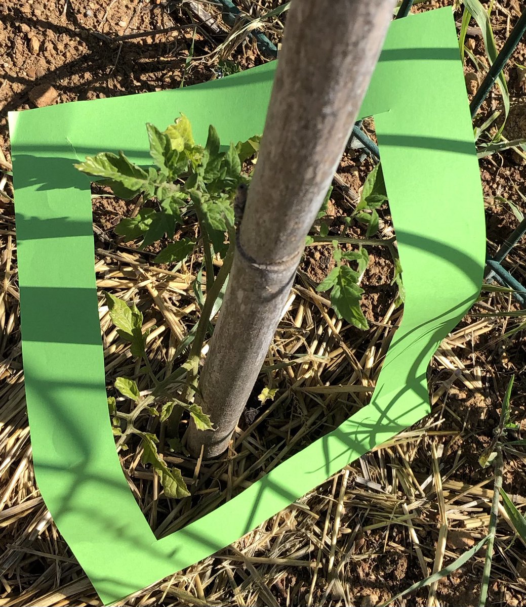 LSagetChabre's tweet photo. Les petits jardiniers (PS) de la Deidiere ont immortalisé LEUR plus bel endroit  de  LEUR jardin 📸 #classedehors @SAINTCYRSURMER #ecoleladeidiere @AcademieNice @CardieNice @EcoleJardiniere @WWFFrance https://t.co/CW1R5joLOw