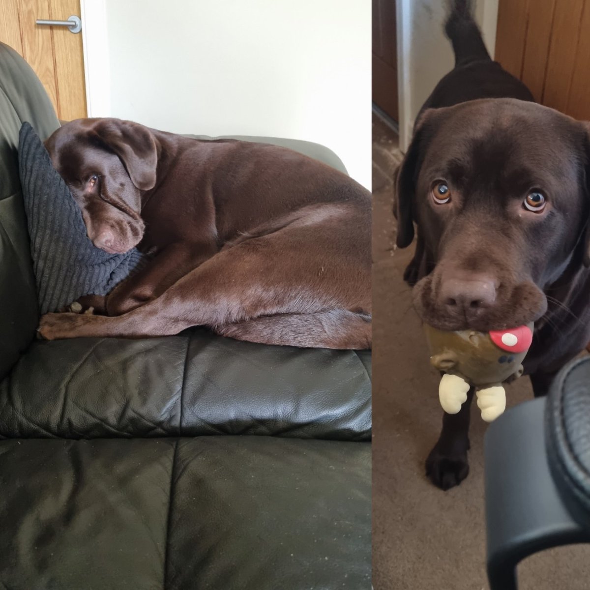 samfennon's tweet photo. The dogs favourite toy has finally been destroyed. Does anyone know where i can find another out of seasons 😭 i cant cope with her sad eyes and sulking

@PetsatHome
@AldiUK @Morrisons
@sainsburys
#failed #dogmum #sadpooch #chocolatelab #help #toyhunt https://t.co/L1V6VvqcQ4