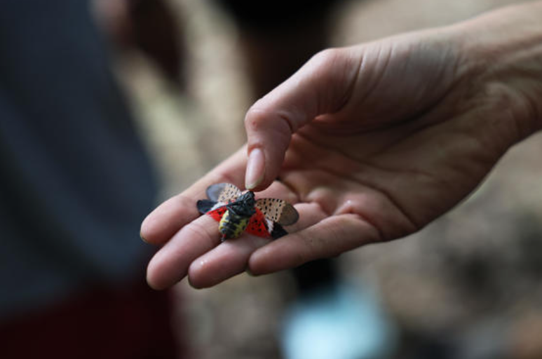 JoeCharlesNJ's tweet image. Northern NJ News and Insights: Are Lanternflies Coming Back? New Mortgage Rate Changes and Your County Real Estate Update.
conta.cc/3LutT8g
#lanternflies #nnjinsights #northernnj #marketnews #mortgagerates