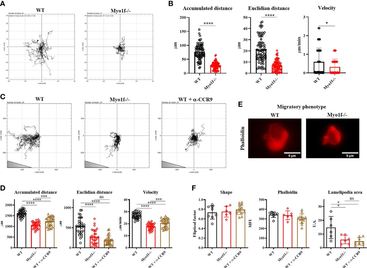 irvingumv's tweet image. Furthermore, we found that random and CCL25-dependent migration is affected. While the migratory phenotype of the #gdTcells showed a reduction in lamellipodia area. (5/n)