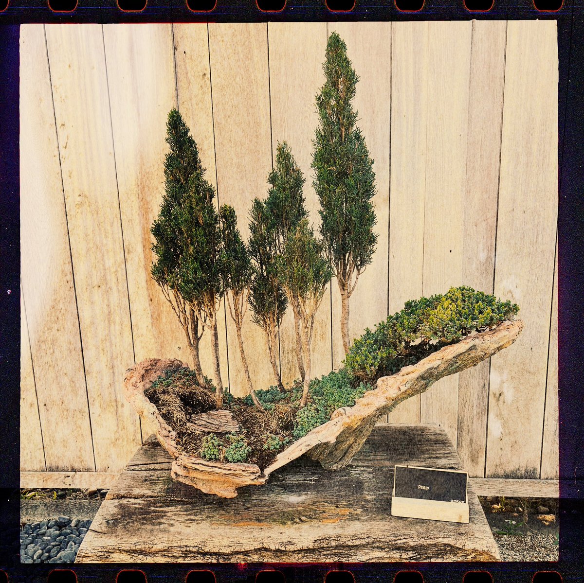 Philip Krohnengold tweet media