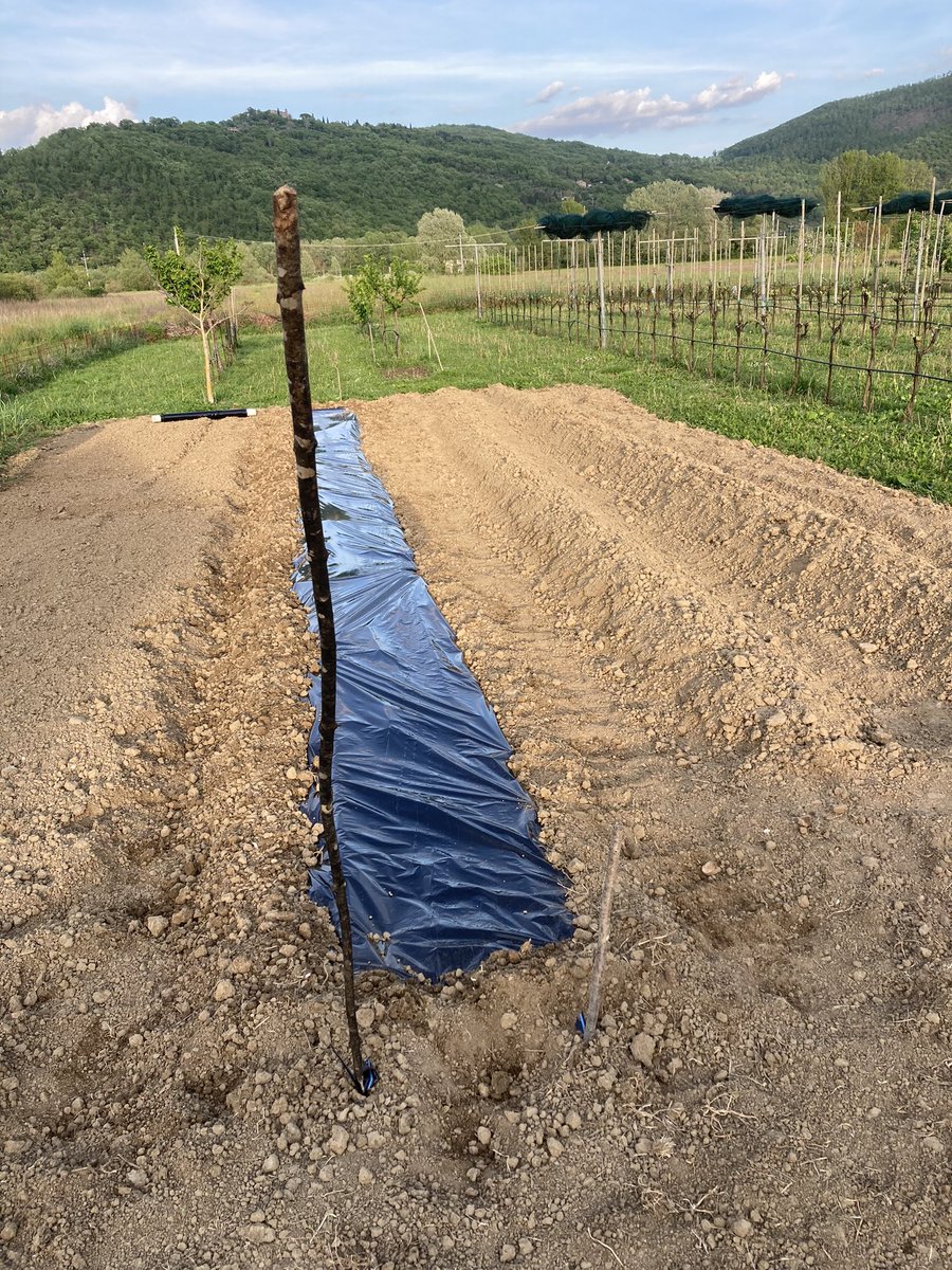 zampino23986533's tweet photo. Intanto oggi ho preparato un solco pacciamato e con la manichetta per impianto a goccia, poi ne farò altri due, la prossima settimana metterò le piantine, pomidori, melanzane, zucche, meloni…con calma, che ancora è freddo la notte. Buonanotte bella gente 
#ortobio https://t.co/uBNAkoNCBX