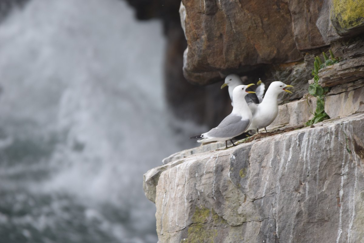 HannahRGeegee's tweet photo. Getting to Know the locals @skomer_island 
#seabirds #puffins #kittiwakes #razorbills https://t.co/rAMVHyPFyC