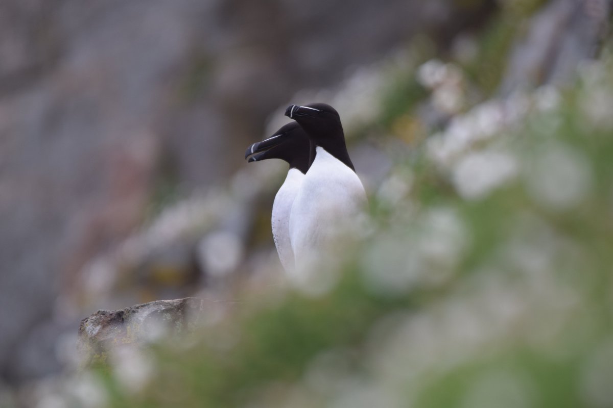HannahRGeegee's tweet photo. Getting to Know the locals @skomer_island 
#seabirds #puffins #kittiwakes #razorbills https://t.co/rAMVHyPFyC