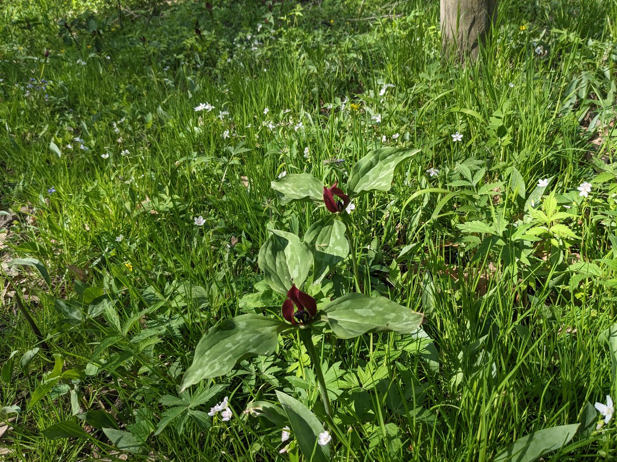 CreekFranklin's tweet photo. It finally feels like spring and the wildflowers are out! Get out this weekend before it is too late!
#FCCA #FranklinCreek #franklincreekconservationassociation #franklincreekstatenaturalarea #exploremoreil #outdoorillinois https://t.co/vcHtsuSwvQ