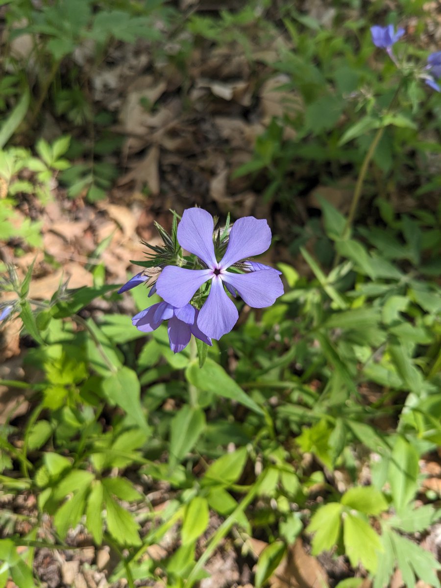 It finally feels like spring and the wildflowers are out! Get out this weekend before it is too late! 

#FCCA #FranklinCreek #franklincreekconservationassociation #franklincreekstatenaturalarea #exploremoreil #outdoorillinois