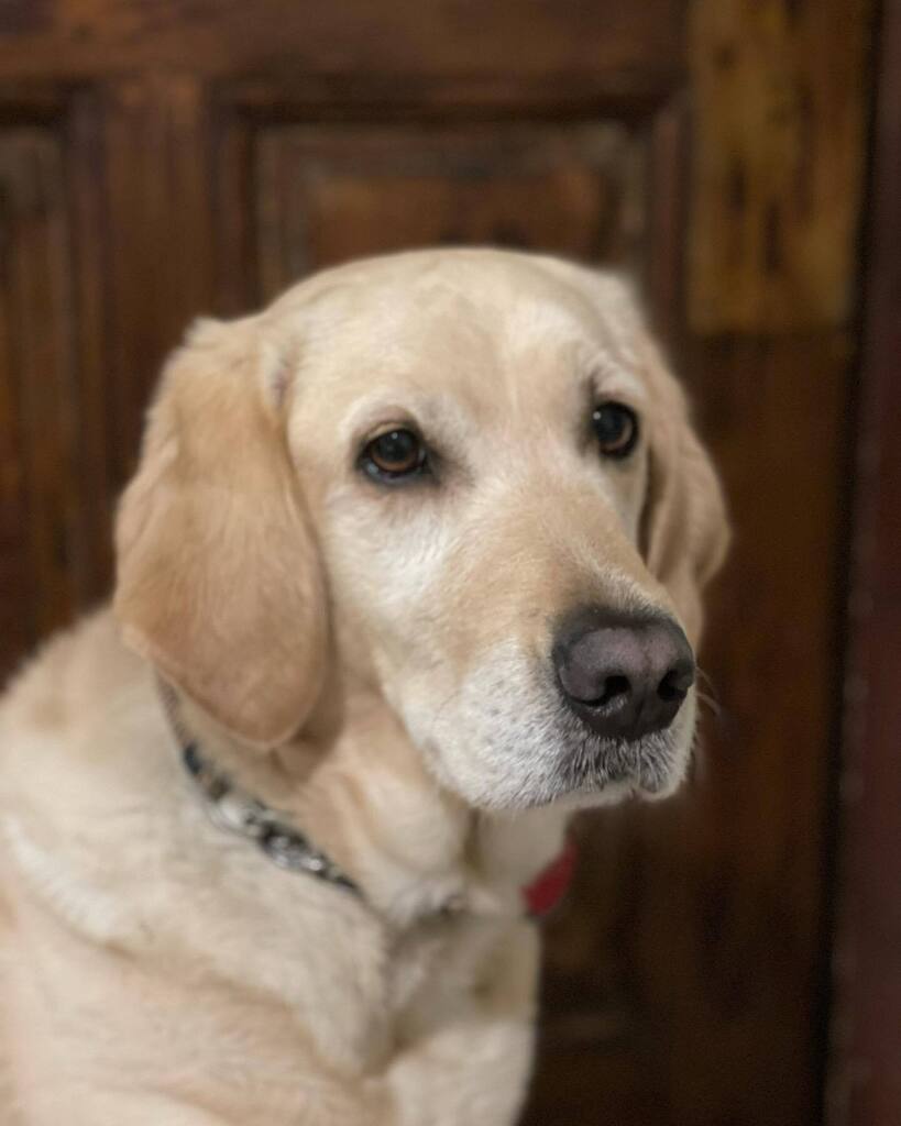 MyEclecticImage's tweet photo. Splendid travels to  Thessaloniki to celebrate her 5th birthday #urbancentersGR #visitthessaloniki @myeclecticimages #boomertravel #travelphotography #myeclecticimages #itravelbecause #guidedogsfortheblind @guidedogsfortheblind https://t.co/cdYhFGv5GD https://t.co/h3HGIMpAng