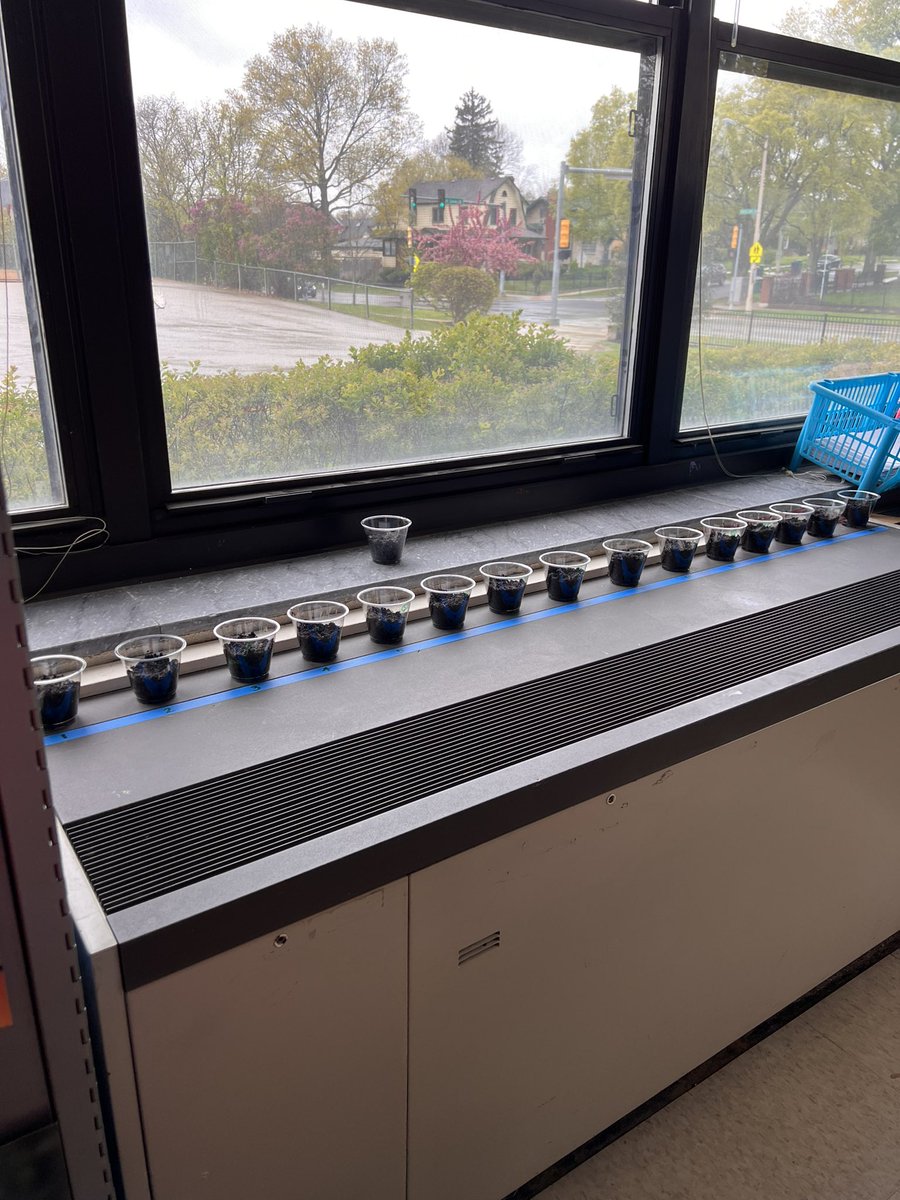 We had a busy week with shapes, writing opinion pieces, planting grass seed, and starting the ABC countdown! #hatchtigers #op97