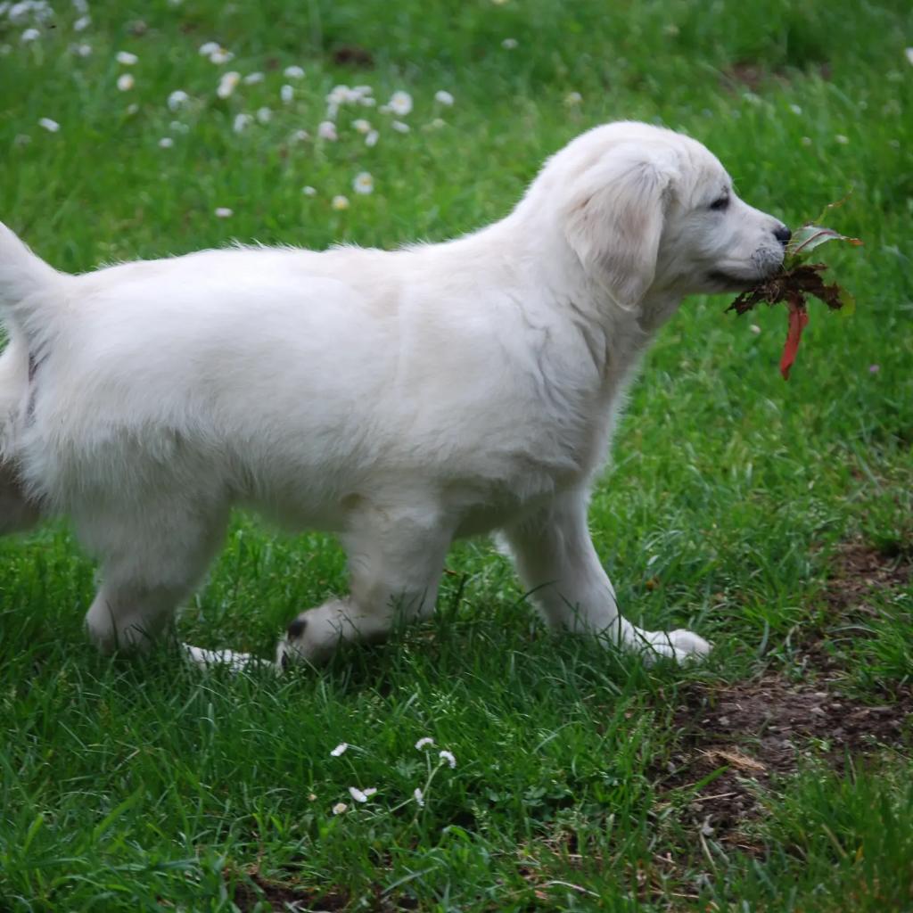 EREA-LEA Françoise Dolto (79) tweet media