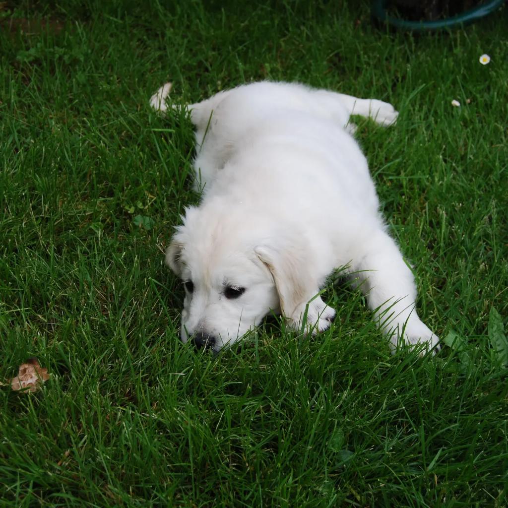 EREA-LEA Françoise Dolto (79) tweet media