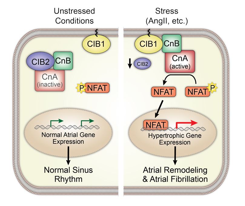 Circulation (@circaha) on Twitter photo #OriginalArticle: CIB2 is a Novel Endogenous Repressor of Atrial Remodeling #AHAJournals ahajournals.org/doi/10.1161/CI… #OriginalArticle: CIB2 is a Novel Endogenous Repressor of Atrial Remodeling #AHAJournals ahajournals.org/doi/10.1161/CI…