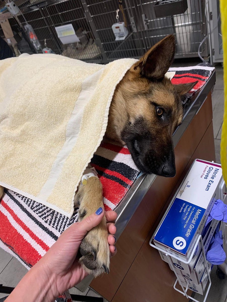 BearyHappy04's tweet photo. PLEDGES NEEDED FOR MEDICAL CARE - Gunshot wound 💔
@ShenandoahSR have transported her from Dallas>Austin for vet care
“Her shoulder is BLOWN apart &amp; we need them to determine amputation or if her leg can be saved”

Who can help?
#dogsoftwitter #dogsarefamily #pets #AnimalCruelty https://t.co/u1hNfdAG5w