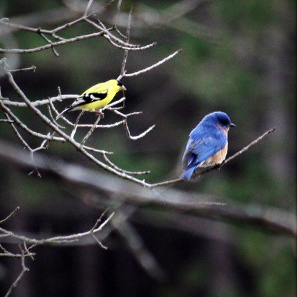 RamseyCounty's tweet photo. There are two fun and FREE programs happening at Tamarack Nature Center tomorrow!

8 a.m.  -  Spring Birds Discovery Walk
10 a.m. - Drop-In Discovery Stations

More info and register: https://t.co/eMLesdhtU3

📷Tom B., bird walk volunteer https://t.co/53bknFWsdt