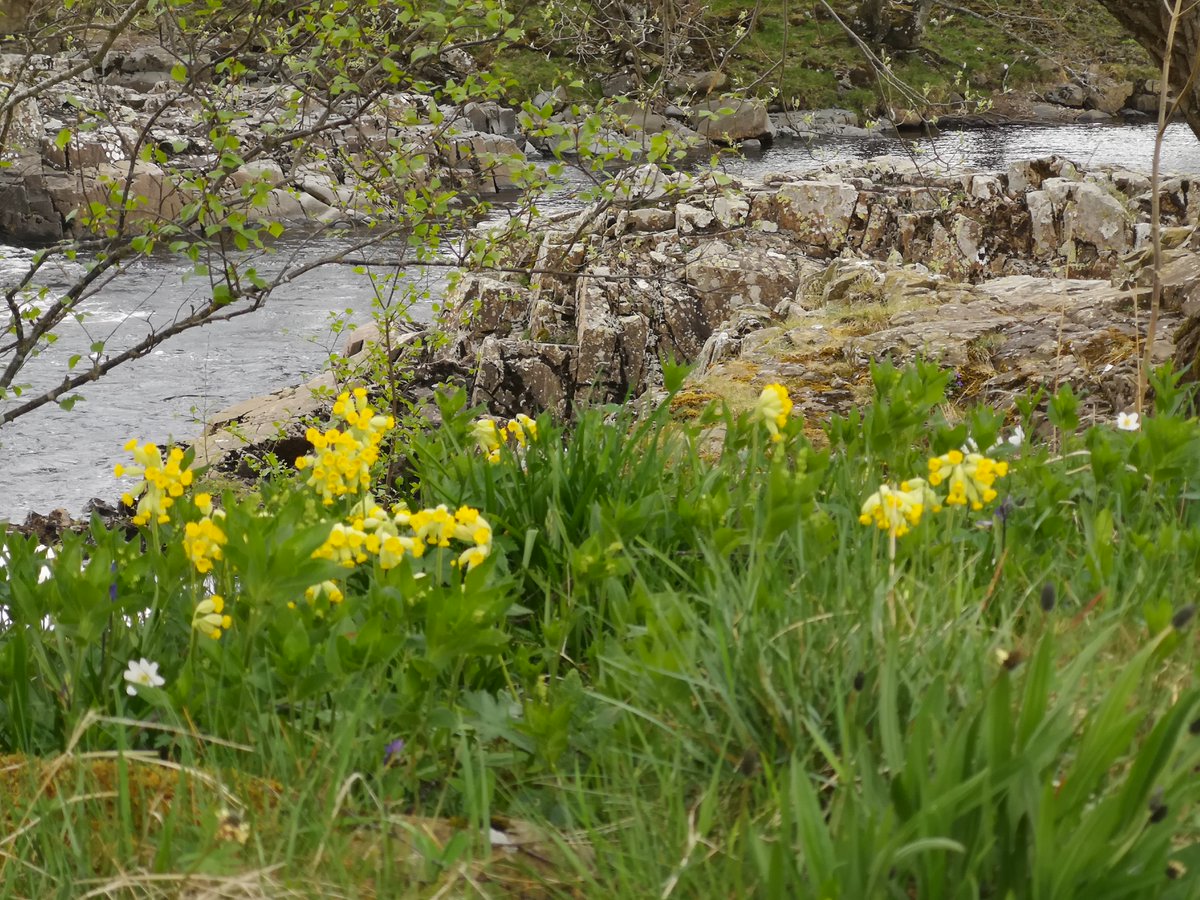 TeesdaleFlora's tweet photo. Explore the Archaeology and Flora of Upper Teesdale with Tom Gledhill
A short walk around Holwick with a stop for a picnic.
Sat 13 May 10am to 2pm
Scan to book your place or visit: https://t.co/15VD91HbXI
 ‘Pay What You Feel’ JustGiving https://t.co/qWeNCTlvhX
@NHeartlands https://t.co/ridXlM2q4Y