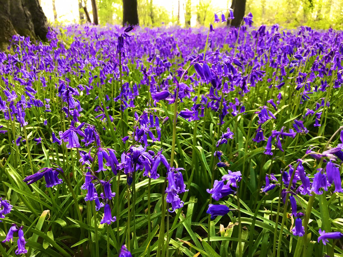 thatsyourplot's tweet image. A carpet of blue in the wood at the moment