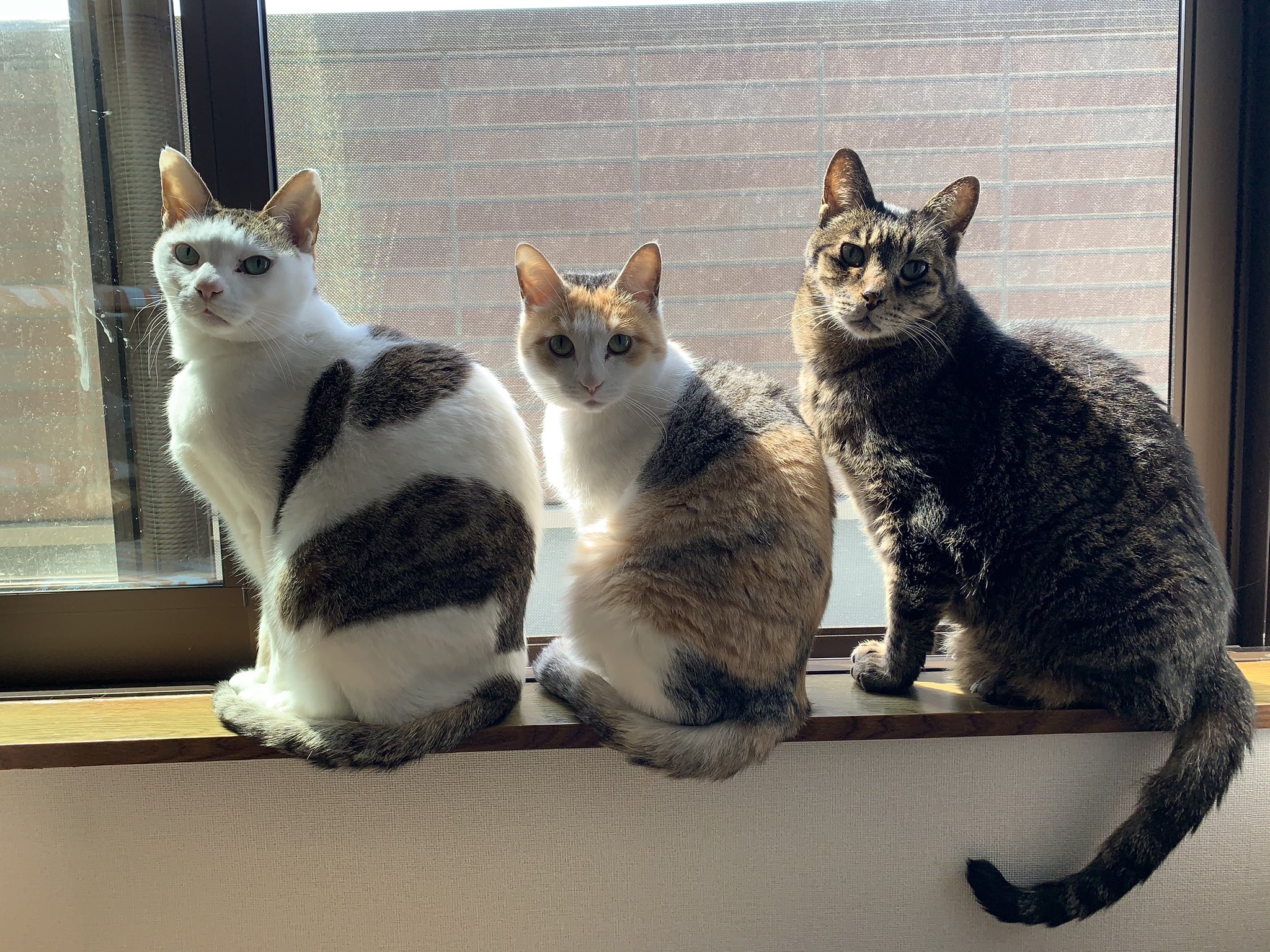 トップ だるま猫(*´ω`*) 白猫(くすみ) 大 お取り置き中！ 置物 - www