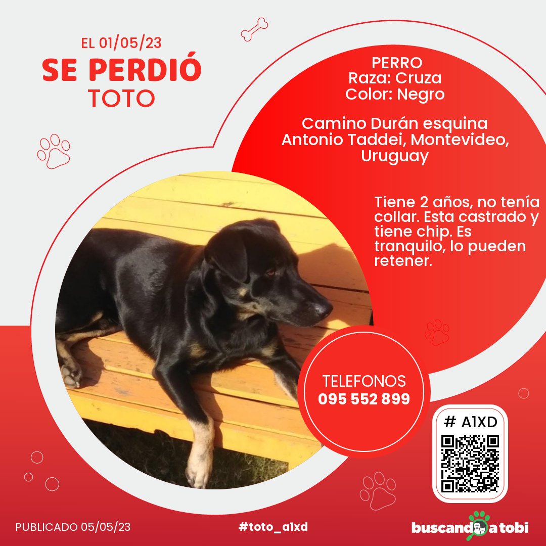 buscandoatobi.com tweet media