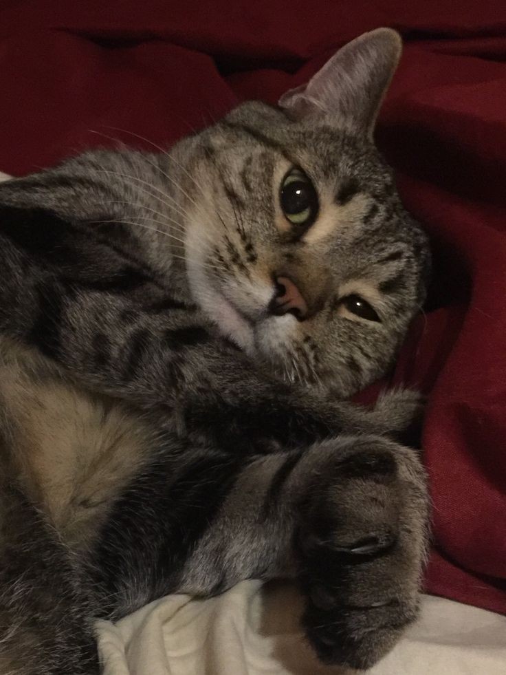 piş pişi myaaiaoo 🐈