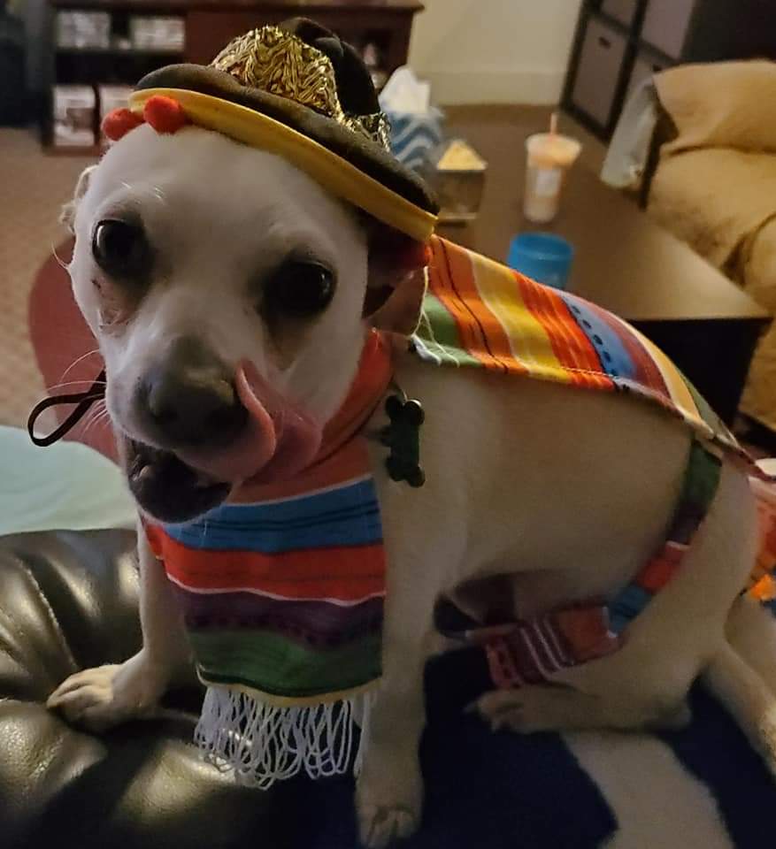 NYOutKast's tweet photo. El Chapo once again says Happy Cinco De Mayo! It's his absolute favorite day! Oley!!!  🌮 🌮 🌮  🍻🍻 https://t.co/5Hg0bi1qwu
