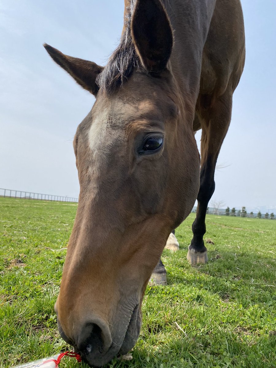 本日、5月6日はメジロドーベルの29歳のお誕生日です。
ドーベル姐さんに心のこもったお手紙、素敵なカード、絵馬とお守りをいただきました。
ありがとうございます✨