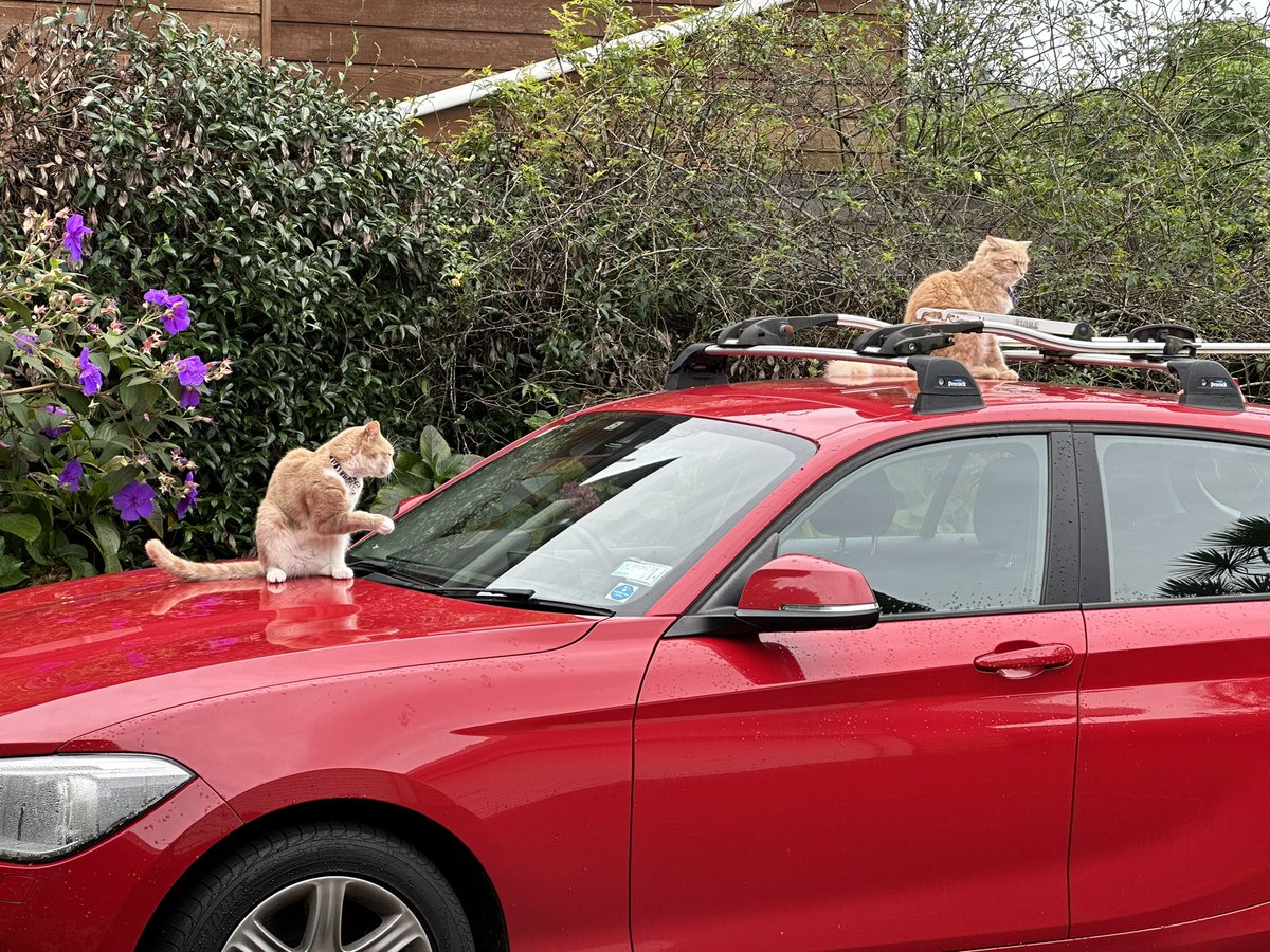 My car, the Cat Magnet. #Caturday #CatsOfTwitter