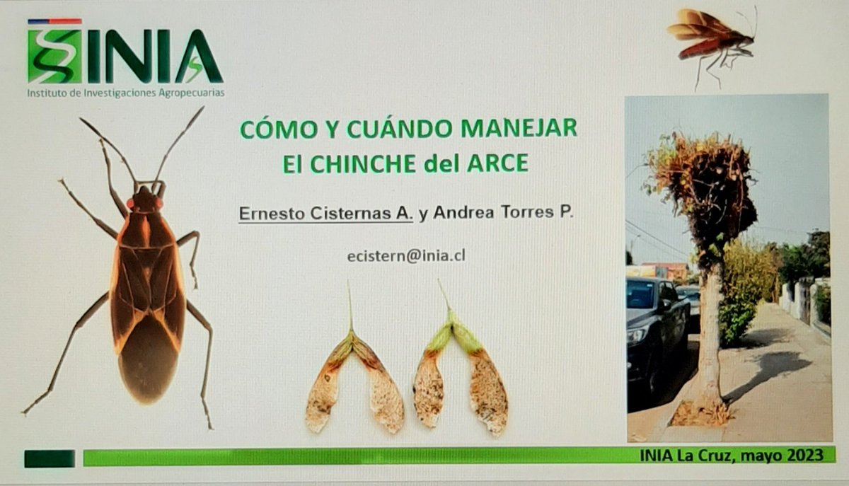 ECisternas9's tweet photo. Transfiriendo los conocimientos para el cómo y cuándo manejar el chinche del arce en actividad abierta a la comunidad, organizada por la I. Municipalidad de La Cruz. https://t.co/qt9mkzeYr1