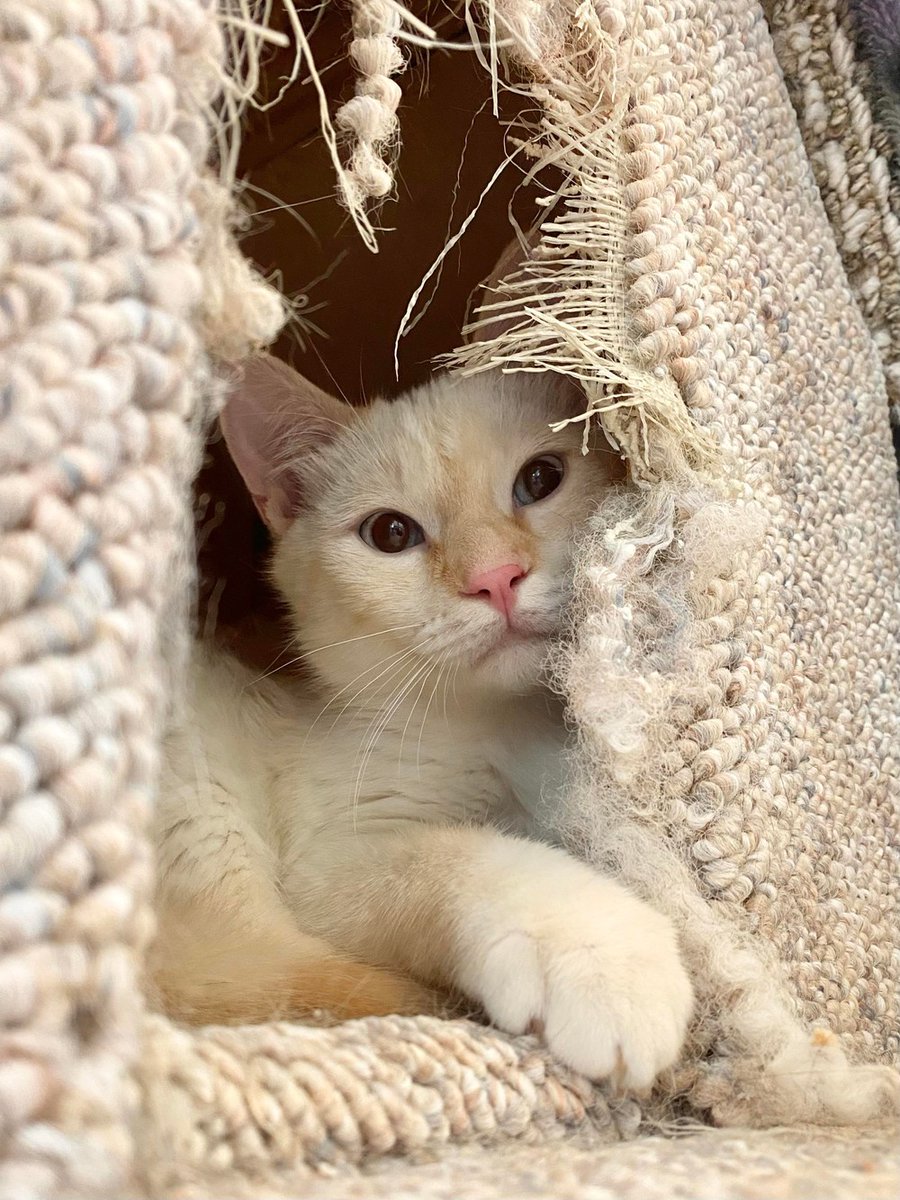 BOW_VALLEY_SPCA's tweet photo. Although initially a shy kitten, in his time during our care Holmes blossomed into one of the most loving and sweet cats! Gone was the cat who hid in his cat tree all day, instead replaced with a kitten who begged for belly rubs, and chased his room… https://t.co/hmj5C8HJgS https://t.co/G3A9NYmpVV