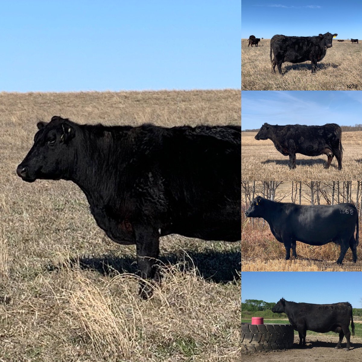GBT ANGUS tweet media