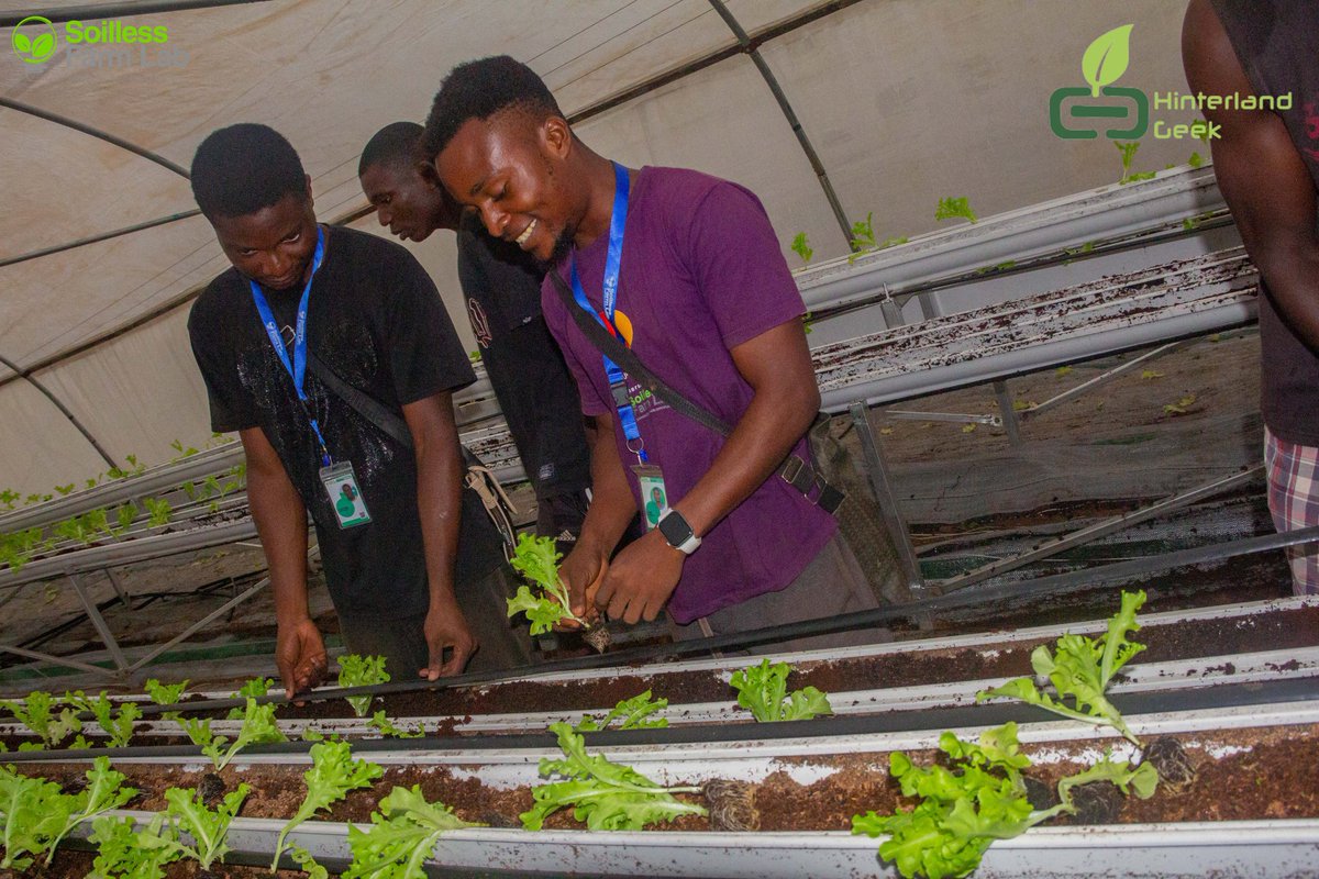 HinterlandGeek's tweet photo. Hinterland Geek Agronomists in the middle of transplanting operations

#HinterlandGeek#VegViands
#SoillessFarming#VegetableFarming https://t.co/BYPqsUGJUn
