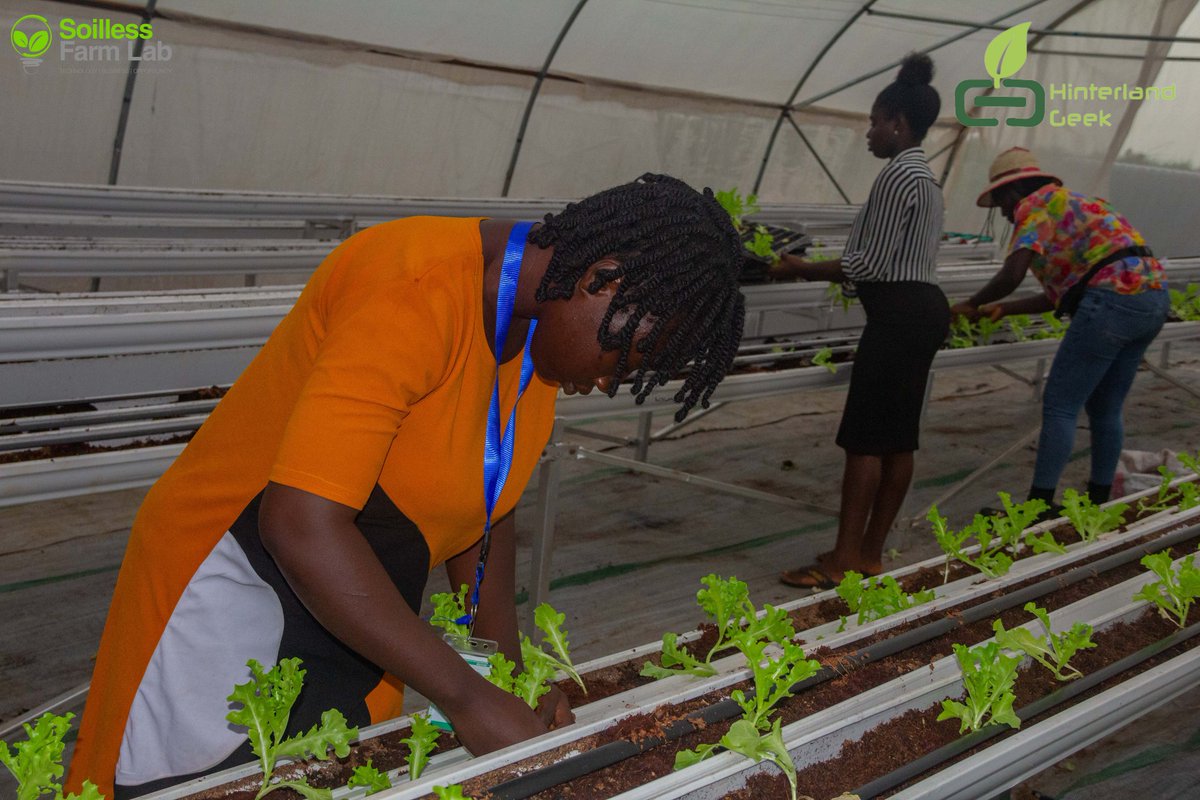 HinterlandGeek's tweet photo. Hinterland Geek Agronomists in the middle of transplanting operations

#HinterlandGeek#VegViands
#SoillessFarming#VegetableFarming https://t.co/BYPqsUGJUn