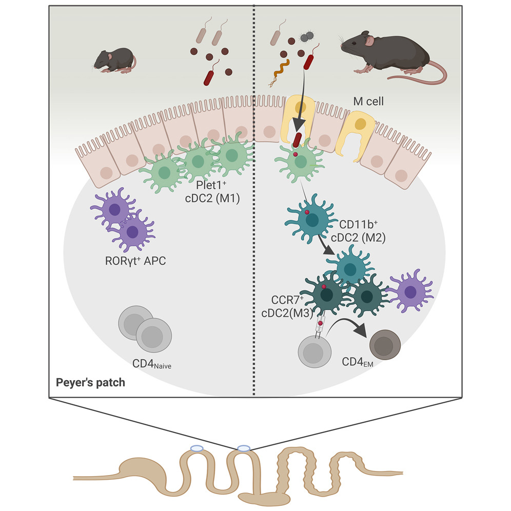 Immune_News's tweet photo. 👏 Kudos to all the authors on this insightful @ImmunityCP study! #peyerspatch
⬇️ Tweetorial by @ntorow. https://t.co/CeVYLv3MGc