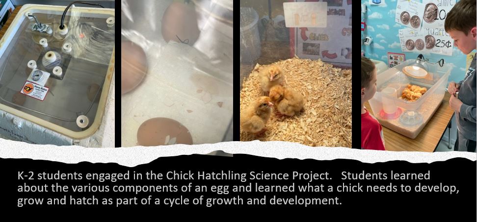 SpringCityRAMS's tweet image. Baby Chicks are at SCE!  Our students experienced a unique learning opportunity by welcoming baby chicks into the classroom!  K-2 students learned about the growth and development of chicks and how to care for them.  Thanks @QuiverFarm for the support!  #smallschoolbigheart