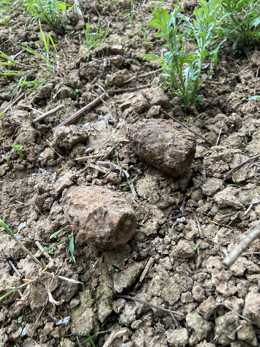 gedspeed1's tweet photo. “Come to the Somme “they said “it will safe they said “  @sommecourt do I need to report these https://t.co/iP2oJKJ639