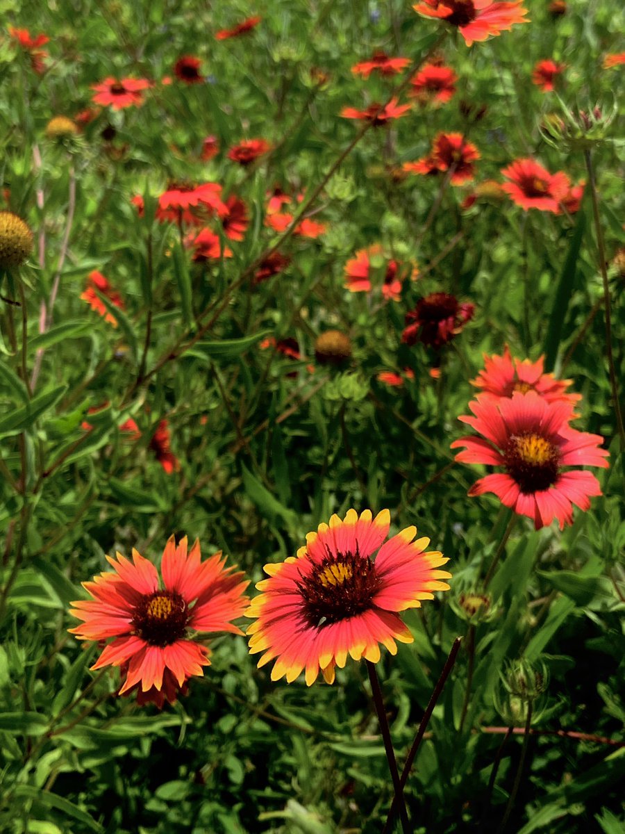 CanyonCoyote1's tweet photo. Prairie Fire.                                    #wildflowers #flower #praire #Texas #Austin #gardens #NatureBeauty #NaturePhotography #photo #Friday https://t.co/8M2X098LEJ