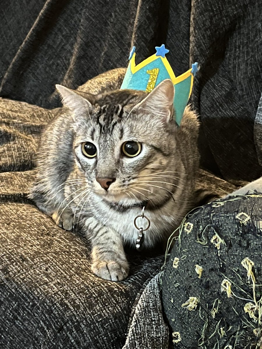 MichiDPotterRBD's tweet photo. Hola, querido Raúl ❤️ @auronplay 

Lamentamos mucho tener que molestarte con estas noticias, pero tu ayuda sería invaluable en estos momentos para el pequeño Auron 🐱

Aquí te dejamos el GoFoundme: https://t.co/dsBCTD0XD9

Gracias a todos los que nos puedan ayudar ❤️ https://t.co/TCP5CQOl0f