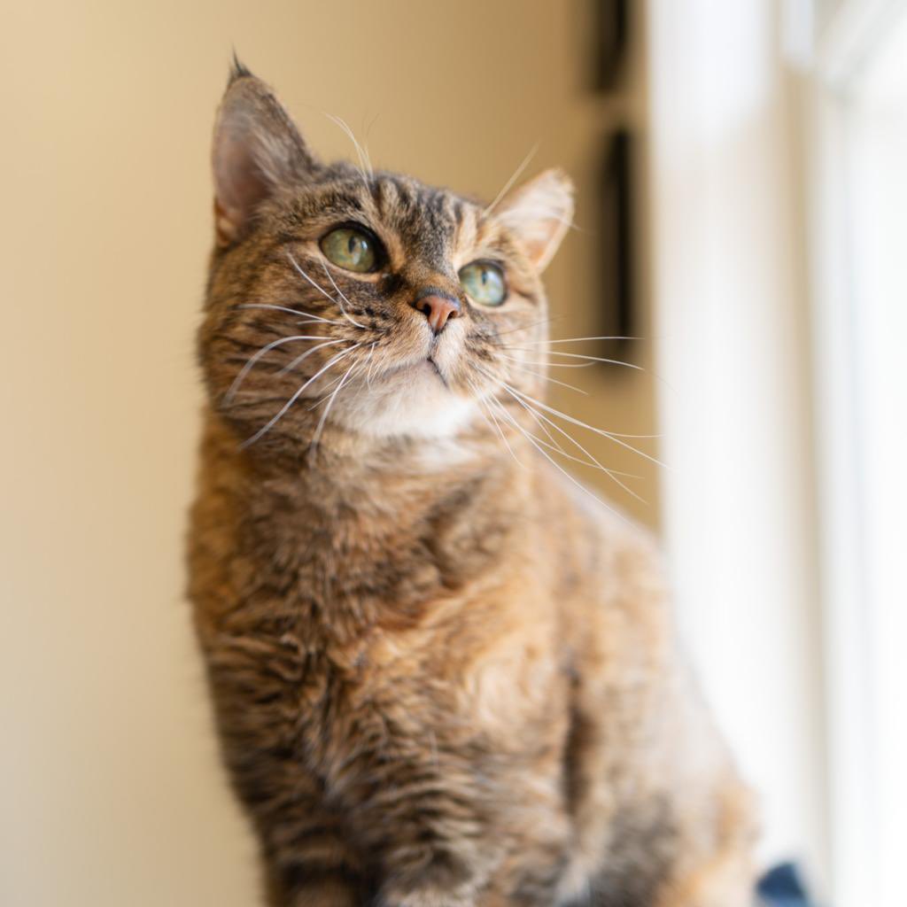 At 17 yrs old, Phoebe knows what she wants: good food, lots of pets, &amp; someone to love. She's happy to peacefully 💤 the day away, &amp; while she's moving a bit slower these days due to arthritis, she'd love to live out her golden yrs in a home that's worthy of her "cattitude."