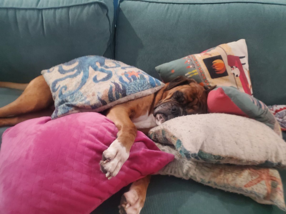 JanetBoxer's tweet image. These are all my cushions #boxer #dogs #boxerdogsuk