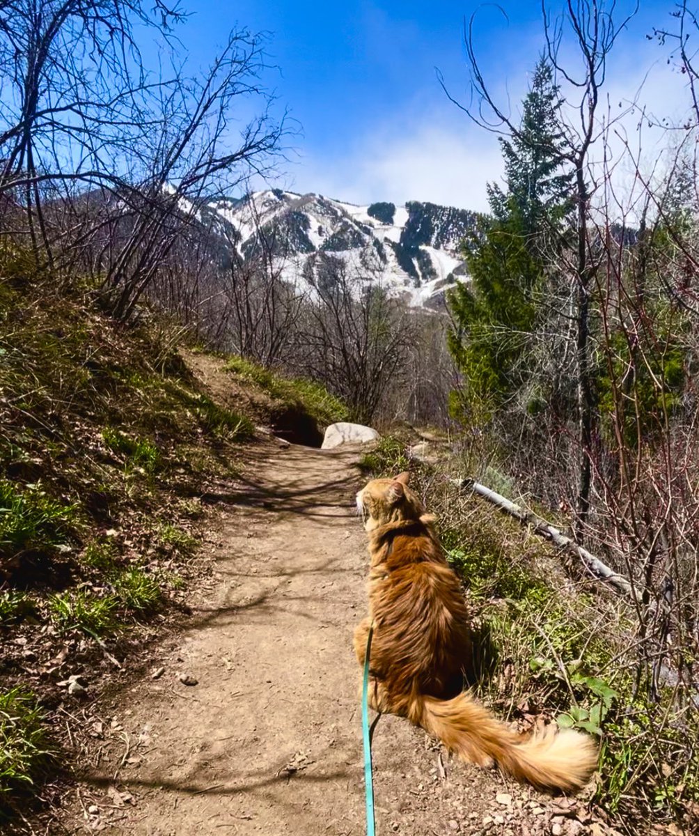 LiebchenTravels's tweet photo. Gorgeous day in Aspen! ☀️🏔️ #colorado #aspen #cat #adventurecat #cats https://t.co/Z6DgsepsCD