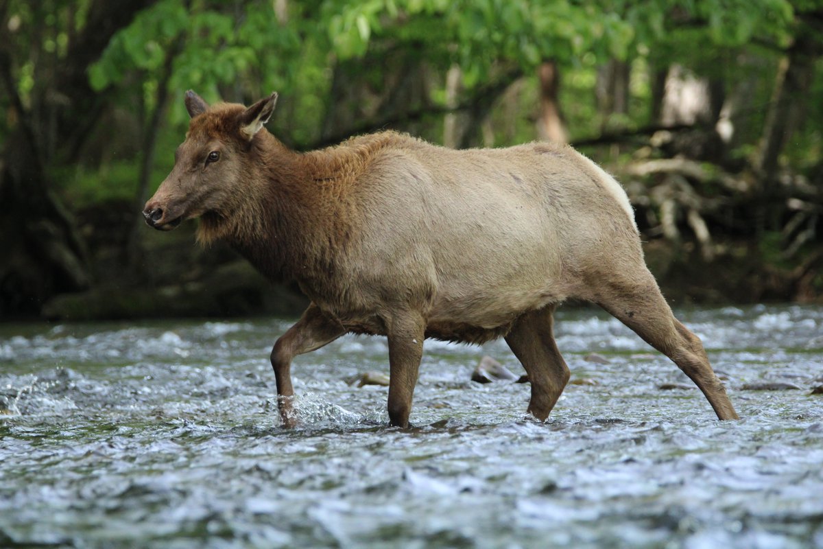 Yesterday was my first full day home from University, and guess who the welcoming party was?

Though they may look out of place in the water, #elk have well-adapted hooves that help them to move across slick algae-coated rock.

#wildlifephotography #GSMNP #wildlife